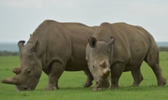 Najin and Fatu, the last two northern white rhinos