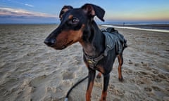 Dog on a beach