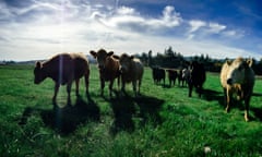 Cow Crowd