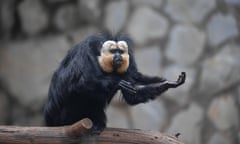 A white-faced saki monkey