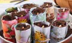 sowing French beans in homemade paper pots