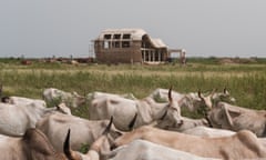 A herd of cattle walk past the half-built welcome centre for Akon City in Mbodiène