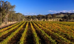 Vineyard, King Valley near Milawa, Victoria, Australia<br>A3E8NM Vineyard, King Valley near Milawa, Victoria, Australia