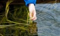 A young boy examines some of the seagrass growing at UK's first large-scale seagrass nursery near Laugharne, Wales, UK.