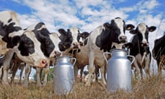 Dairy cows with milk pails