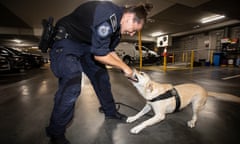 A sniffer dog playing with a female police officer dressed in a navy uniform