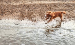 cocker spaniel on a beach