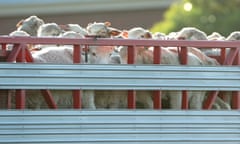 Sheep are seen while being transported to a live export ship in Fremantle Harbour