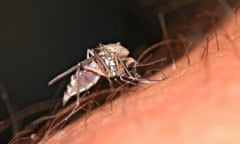 Closeup of a midge on a person’s hand 