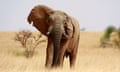 An old bull elephant that has strayed from his herd searches for water in the drought stricken Gourma region of southern Mali, May 24, 2009. Mali’s 350 to 450 desert elephants, the northernmost elephant species of Africa, are accustomed to surviving in harsh drought conditions. But one of their crucial water sources, Lake Banzena, recently dried up, putting the animals at risk. Picture taken May 24, 2009. REUTERS/Jake Wall (MALI ANIMALS ENVIRONMENT) - RTR245IK