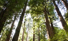 Sequoia Forest in California.