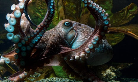 ‘Islands of mental complexity in a sea of invertebrate animals’ … Inky the octopus at the New Zealand National Aquarium.