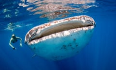 Whale shark and swimmer.