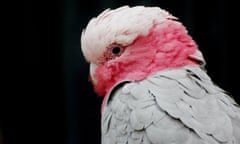 File photo of a galah