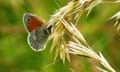 A small heath butterfly resting on a grass panicle