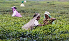 Women harvesting organic tea with their hands in Simulbari (Simul Barie) Tea Garden plantation near Siliguri in the district of Darjeeling in West Bengal in India.