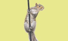 A climbing grey squirrel