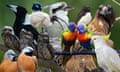 Bird of the year winner 2019: Australia has crowned the black-throated finch in the Guardian / Bird Life Australia poll.