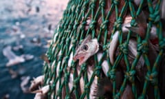 Closeup of small fish caught in a net
