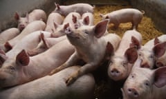 Pigs in a barn at Belle Vue Farm, Preston, England. 
