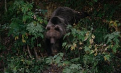 Brown bear in forest