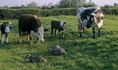 Badgers walk past cattle at a wildlife centre