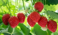 ‘Mara des Bois’  strawberries