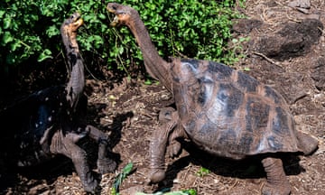 Galapagos land turtles in the Galapagos National Park in Santa Cruz island, Ecuador