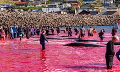 Traditional hunt of pilot whales (Globicephala melas) in Faroe Islands<br>Traditional hunt of pilot whales (Globicephala melas) in Faroe Islands, 6 Sptember 2013.