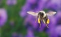 A common eastern bumblebee in flight with pollen sacs