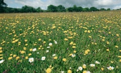 Kingcombe Flower meadow Nature Reserve