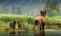 Great Bear Rainforest, Canada.