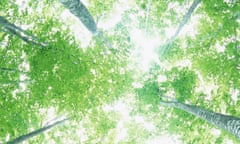 Sunlight Streaming Through the Leaves of Trees