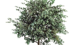 Close-up of a Cider gum plant (Eucalyptus gunnii)<br>Cider gum.