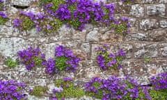 A trailing campanula on a house wall