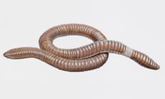 Giant gippsland earthworm (Megascolides australis). Artwork by Brin Edward. (Photo by DeAgostini/Getty Images)