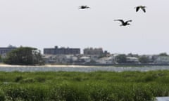 FILE- In this June 21, 2007 file photo, a trio of glossy ibis fly over the marshes of Jamaica Bay in New York. Eight years after the miracle landing on the Hudson River, thousands of birds have been killed at New York City airports to avoid more strikes. But the slaughter has come at great expense and included many smaller species experts say are unlikely to cause a disaster. (AP Photo/Kathy Willens, File)