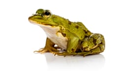 Common Water Frog in front of a white background