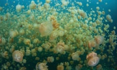 Golden jellyfish swim inside a lake in the Republic of Palau.<br>Golden jellyfish (Mastigias papua etpisonii) swim inside a marine lake in the Republic of Palau. These endemic jellies have a symbiosis with zooxanthellae and thus stay in sunlit waters where photosynthesis can occur.