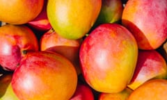 Closeup photograph of a pile of mangoes