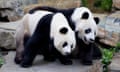 Giant pandas Wang Wang and Fu Ni