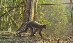 Popa langur  monkey