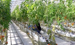 Tomatoes growing in Japan’s Wonder Farm, as part of Iwaki City’s reconstruction efforts after the 2011 earthquake and tsunami