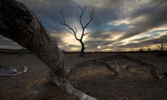 Dead fire damaged trees