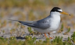 Little tern