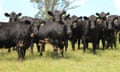 Macka's Pastoral carbon-neutral Angus breeding cattle