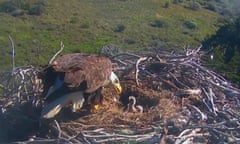 Bald Eagles<br>This Tuesday, March 15, 2016 photo, shows a bald eagle with one of it’s chicks in their nest, captured by a robotic camera in Sauces Canyon on Santa Cruz Island, Calif. Two bald eagle chicks have hatched in a nest high in a tree in California’s Channel Islands National Park. Park officials say the first egg hatched Saturday and the second bird poked its head out of its shell Monday in Sauces Canyon on Santa Cruz Island. Officials say it’s the first successful hatch after three years of attempts for the parents. (explore.org via AP)