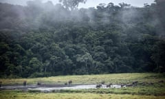 A small herd of elephants by a waterhole in a forest clearing