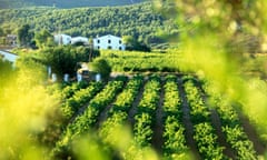 Some of the best Catalan wines come from very old vines in the Penedès region.