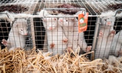 Farmed mink near Naestved, Denmark